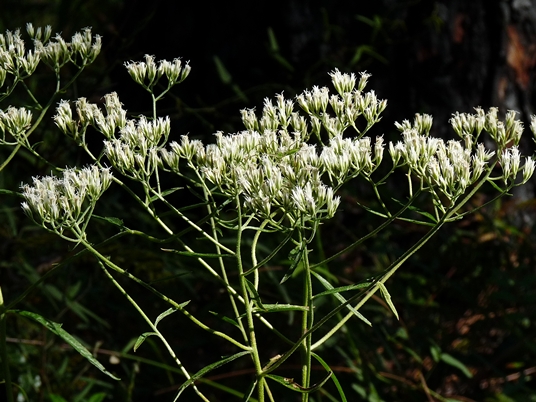 {Eupatorium album}